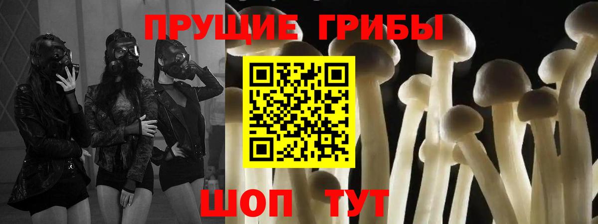 Псилоцибиновые грибы Psilocybe Узловая